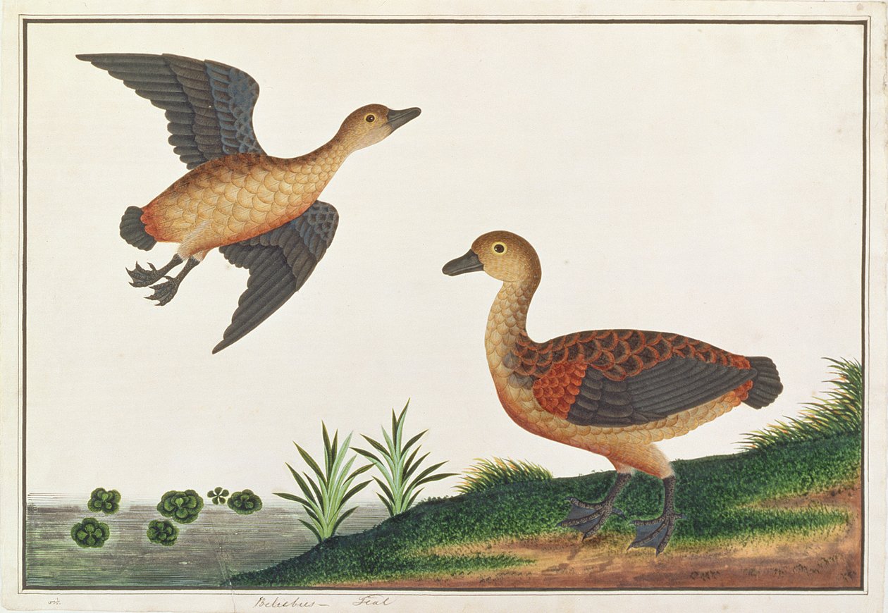 Lesser Treeduck, from Drawings of Birds from Malacca, c.1805-18 by Chinese School