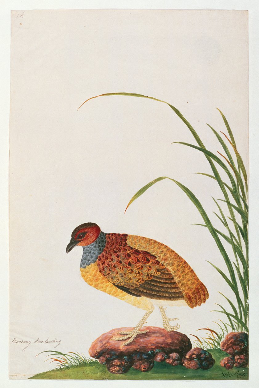 Long-billed Partridge, from Drawings of Birds from Malacca, c.1805-18 by Chinese School