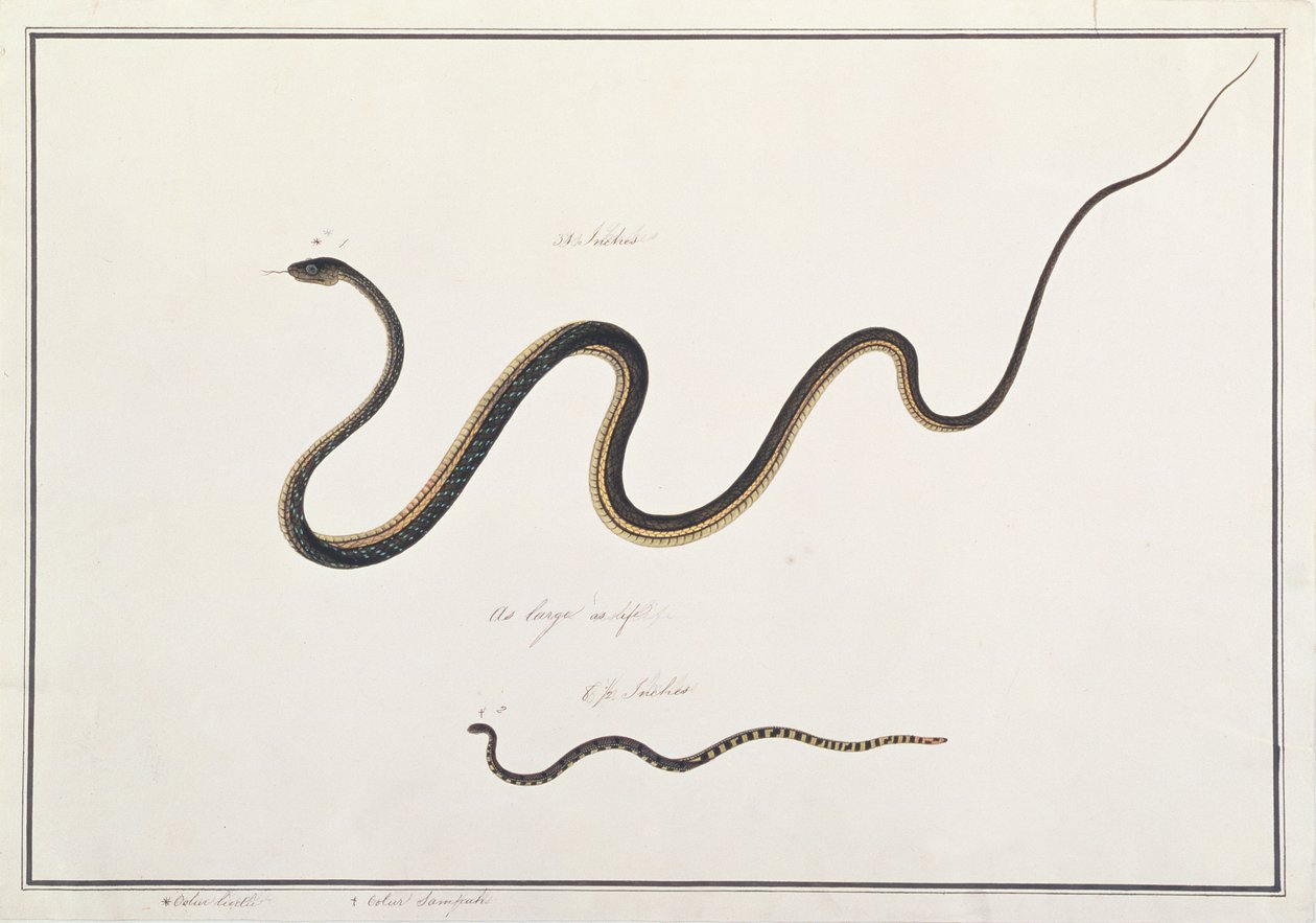 Painted Bronzeback with Banded Malayan Coral Snake, from Drawings of Animals, Insects and Reptiles from Malacca, c.1805-18 by Chinese School