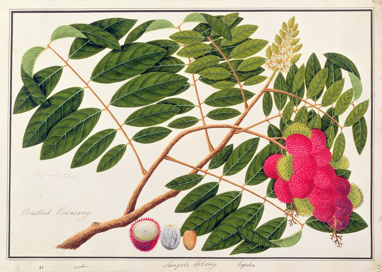 Sangole latong, from Drawings of Plants from Malacca, c.1805-18 by Chinese School