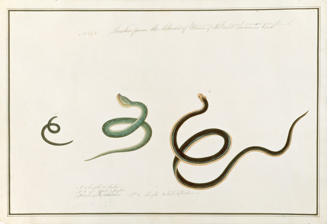 Snakes from the Island of Banca of the most venomous kind, from Drawings of Animals, Insects and Reptiles from Malacca by Chinese School