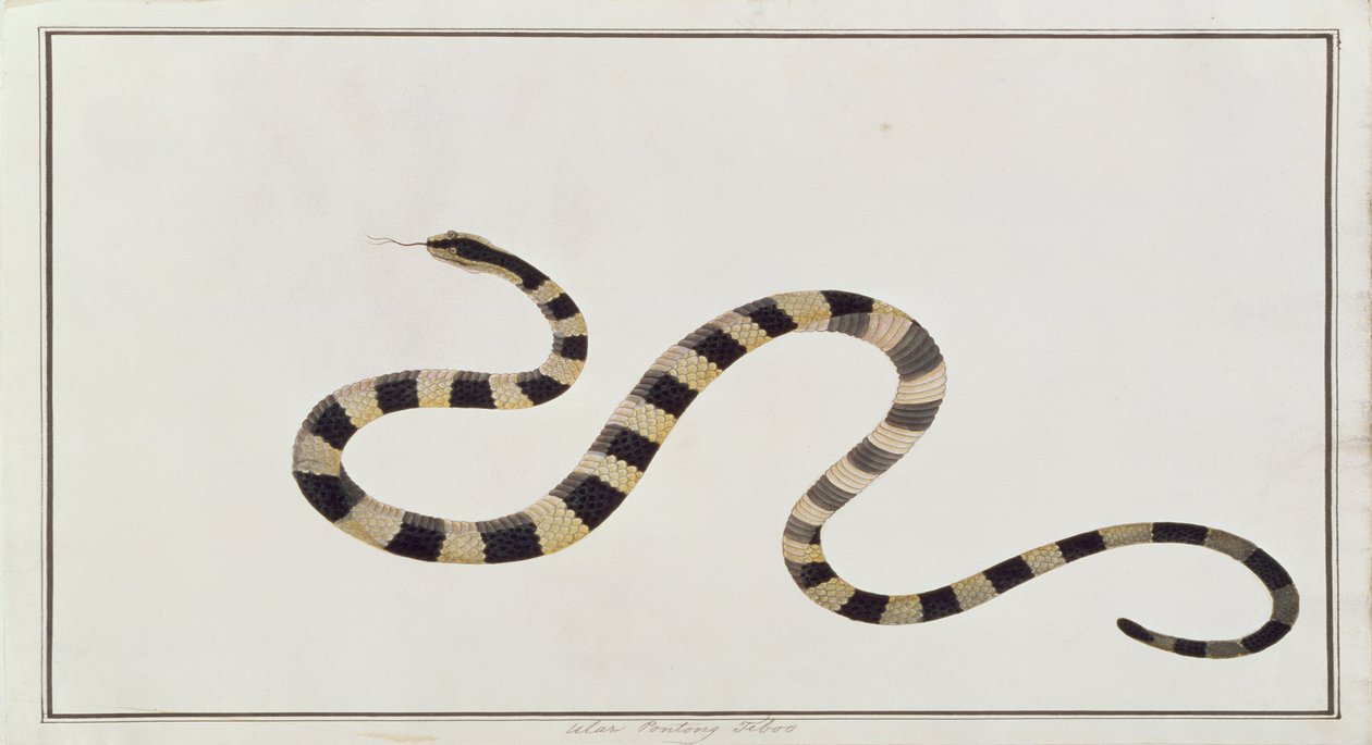 Ular Pontong Teboo, from Drawings of Animals, Insects and Reptiles from Malacca by Chinese School