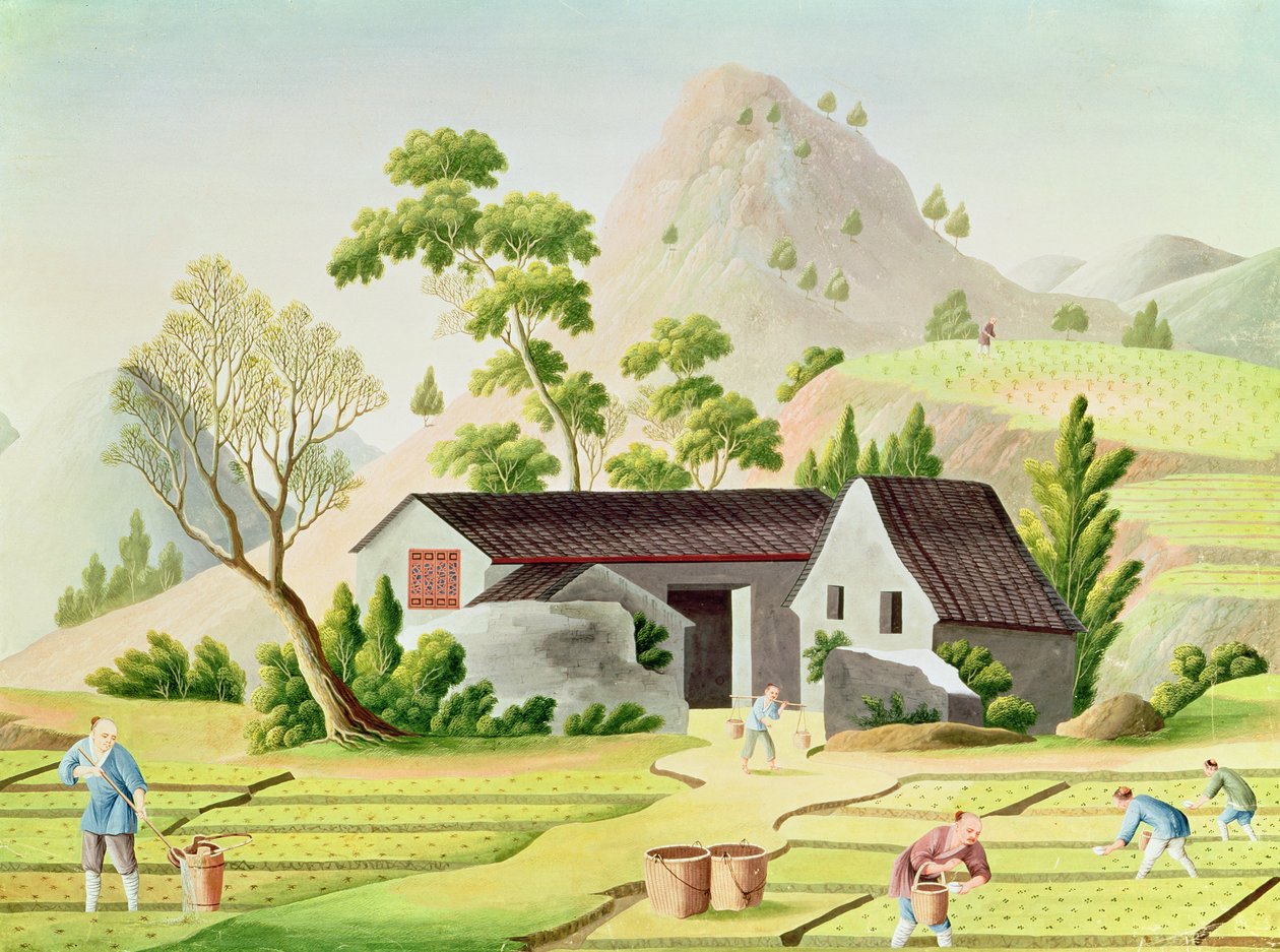 Peasants in the Paddy Fields by Chinese School