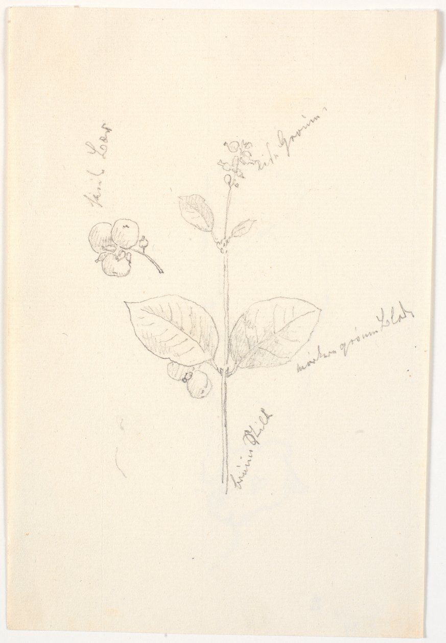 Plant Studies with Color Indications in Pencil by Christen Købke