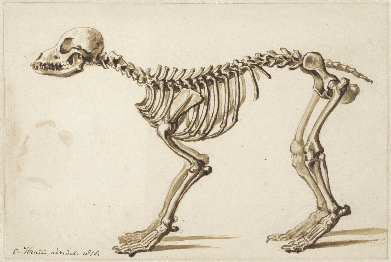 Skeleton of a Dog from the Side by Christiaan Kramm