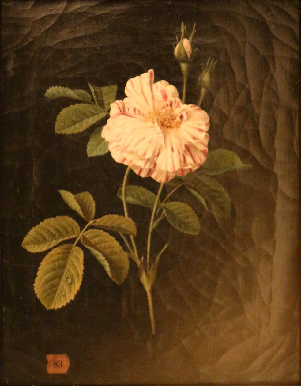 Study of a Variegated Rose Stem by Christiaan van Pol