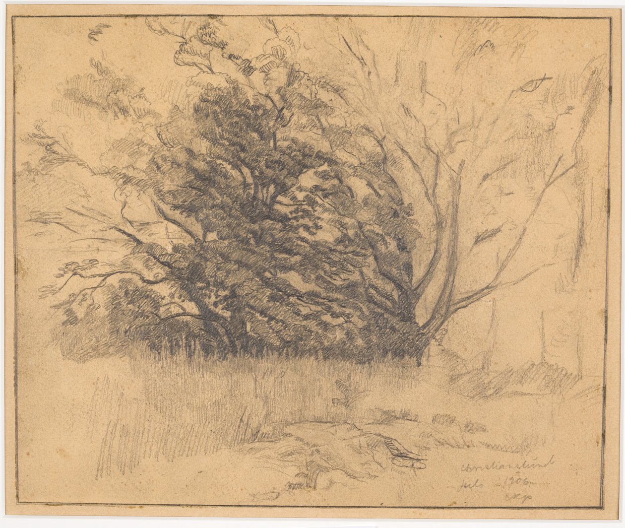 Group of Trees by Christian Kongstad Petersen