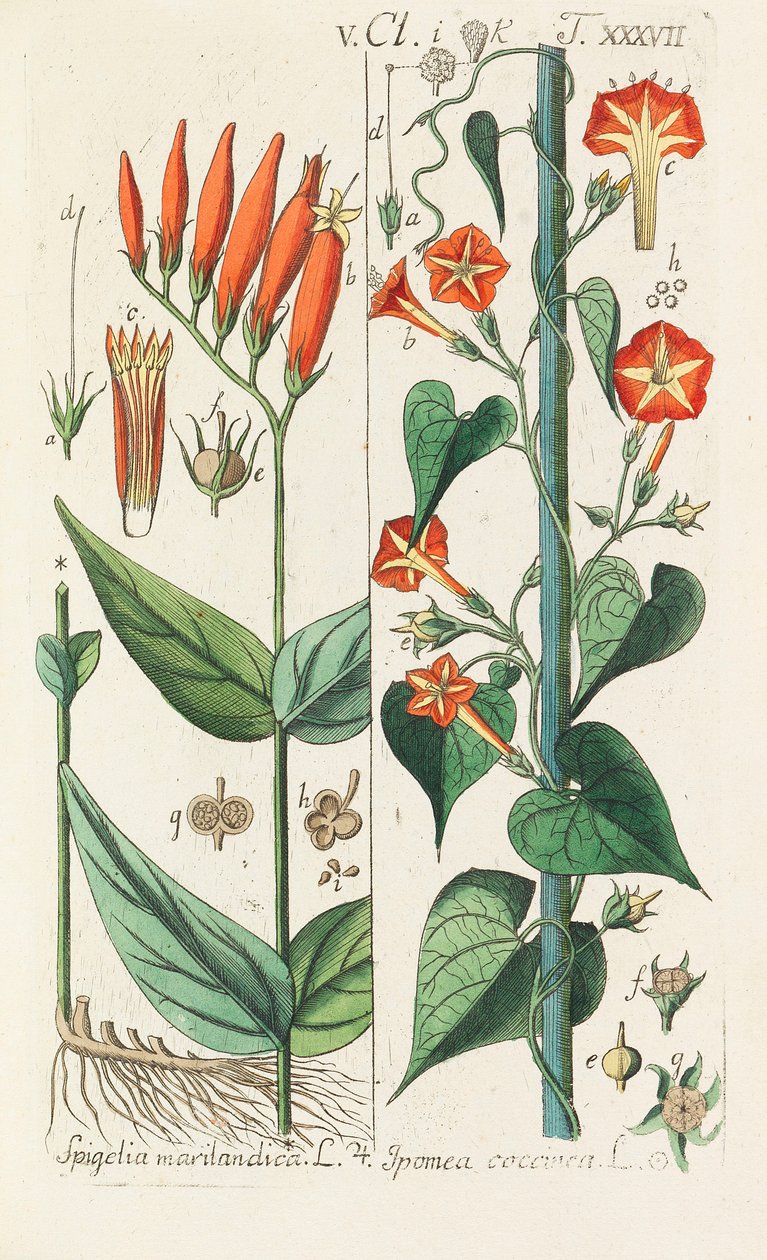 Botanical Handbook by Christian Schkuhr