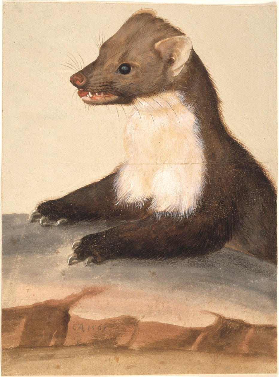 A Marten by Christoph Amberger