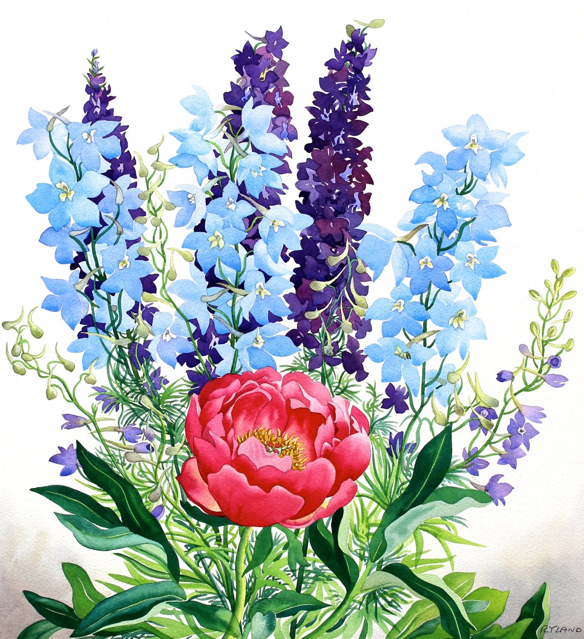Blue Delphiniums by Christopher Ryland