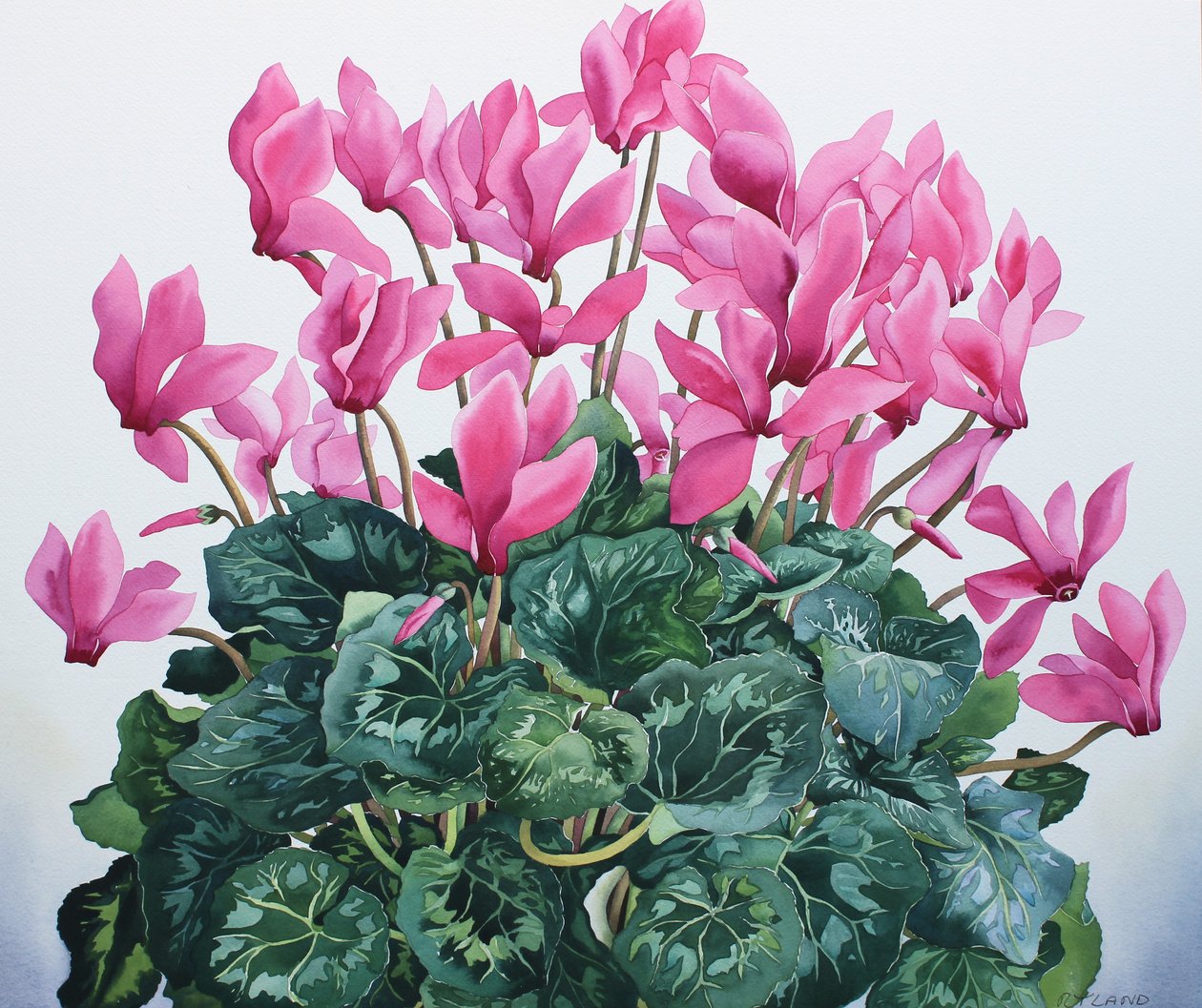Cyclamen Portrait by Christopher Ryland