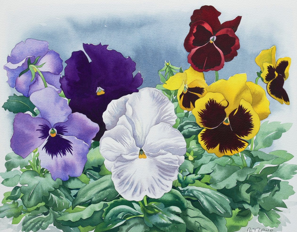 Pansies by Christopher Ryland