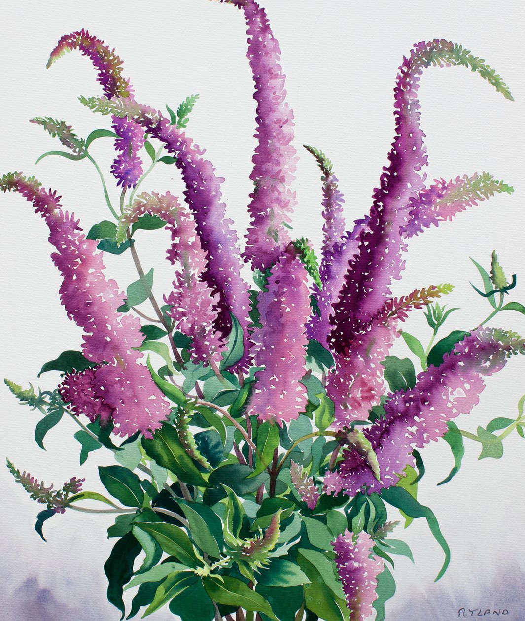 Wild Buddleia by Christopher Ryland