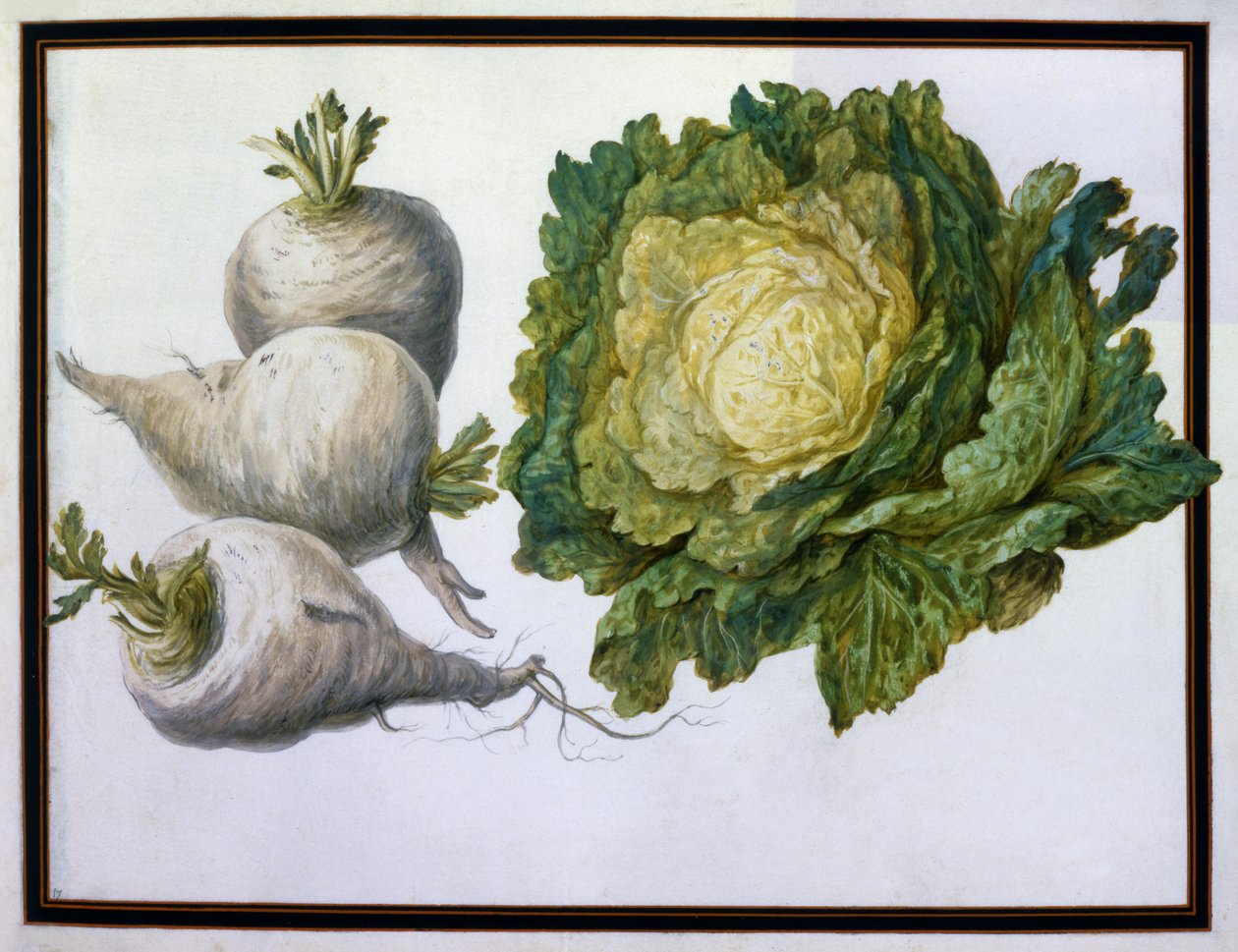 Turnip, Cabbage by Claude Aubriet
