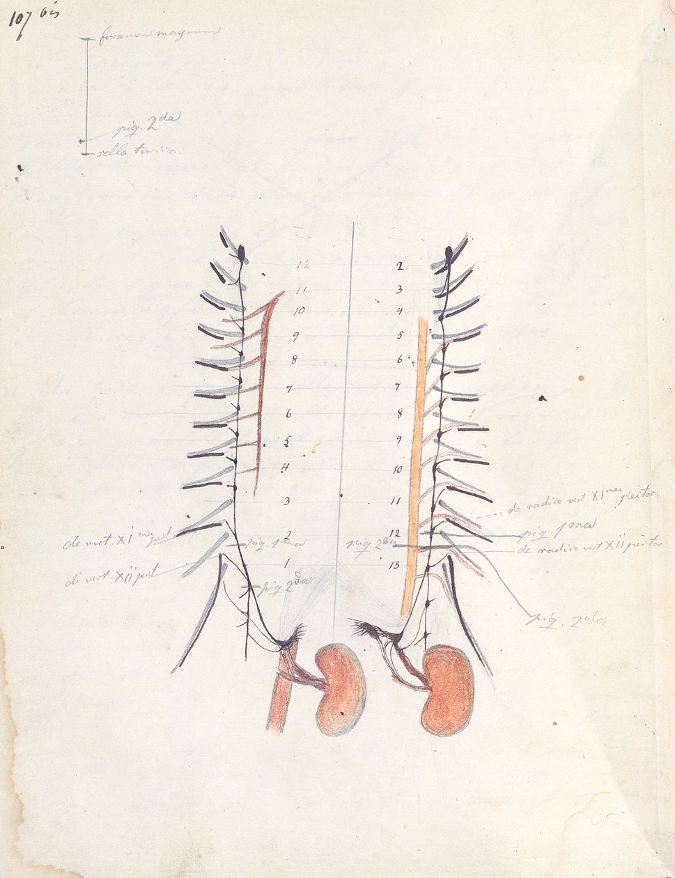 The Kidneys, c.1843 by Claude Bernard