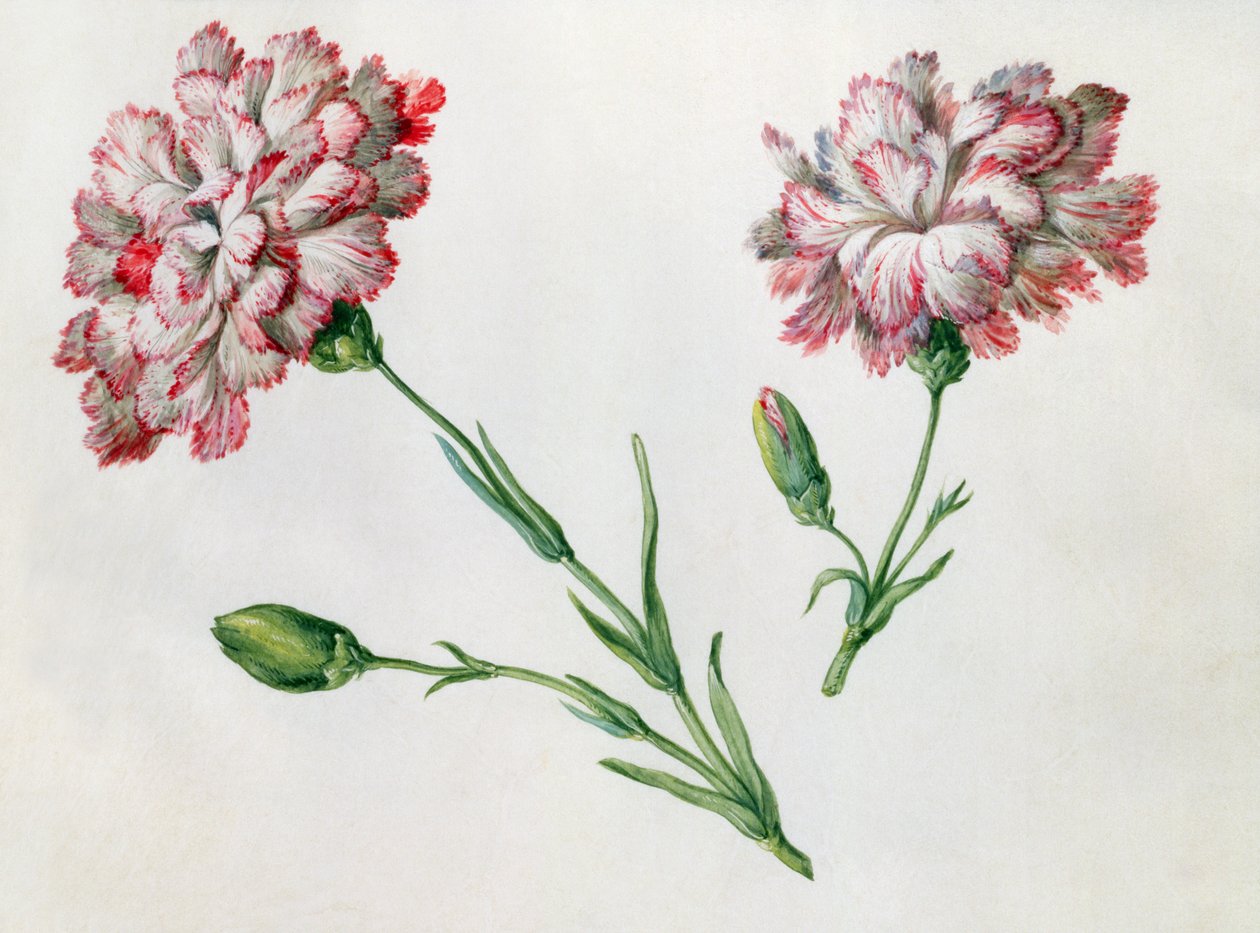 Carnations by Claude Aubriet
