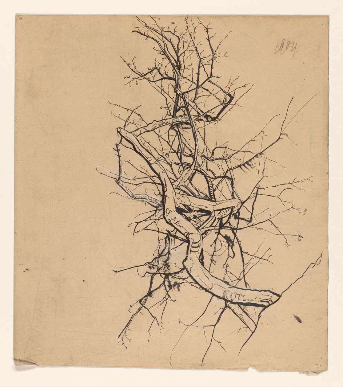 Tree Study by Coba Steenhoff