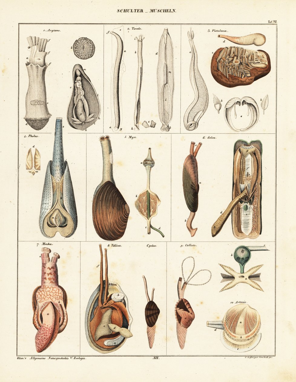 Anatomy of Bivalve Molluscs by Conrad Kull