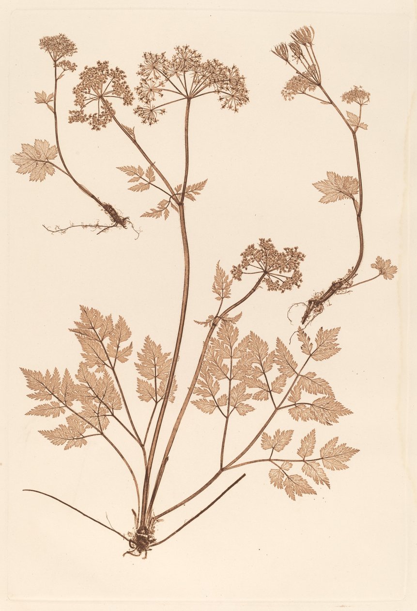 Chaerophyllum hirsistum by Constetin von Ettinghausen and Alois Pokorny