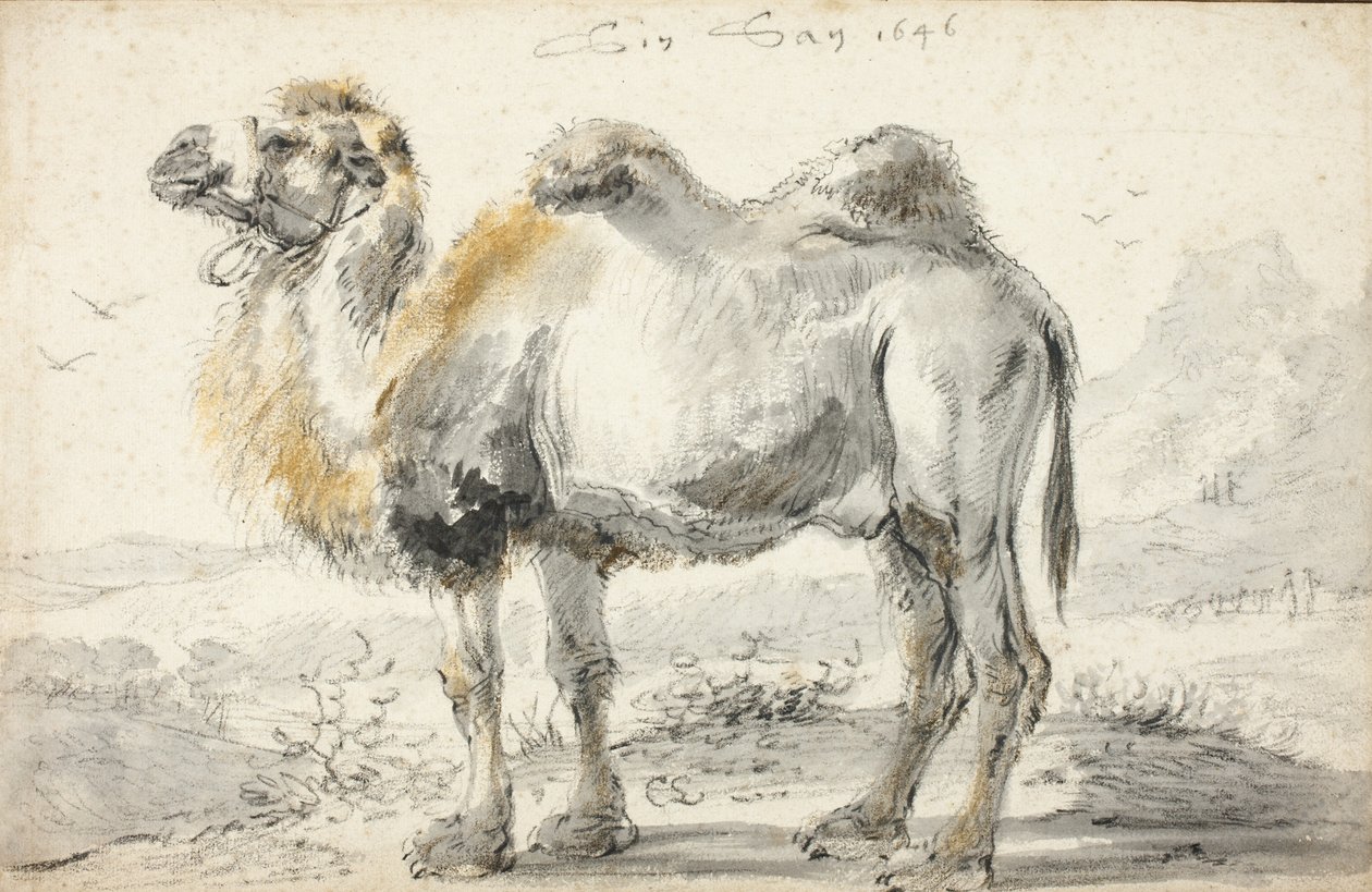 A camel by Cornelis Saftleven
