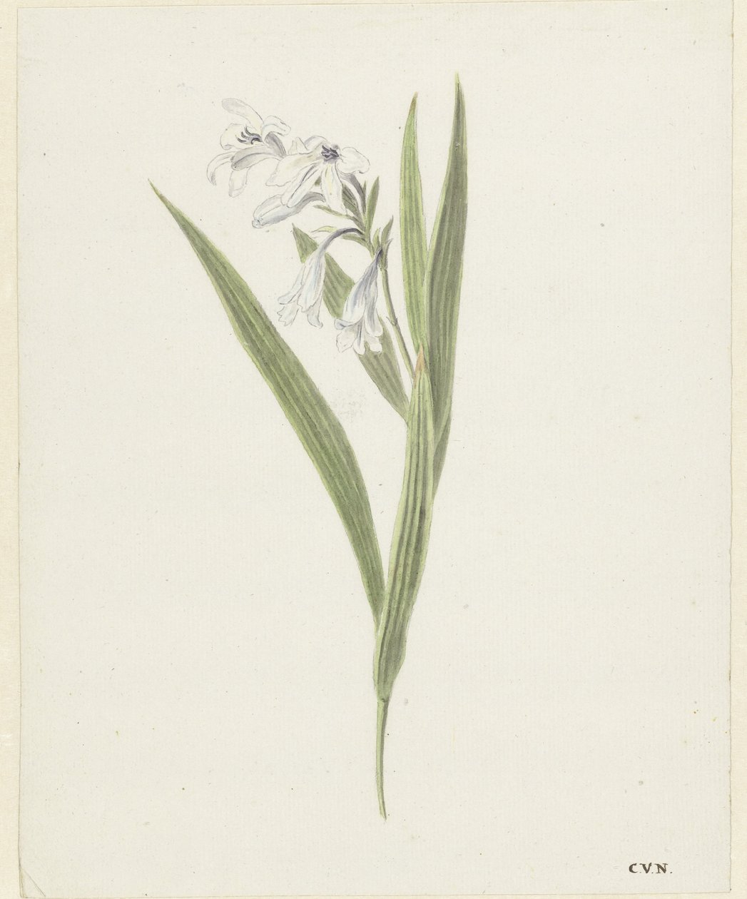 Freesia by Cornelis van Noorde
