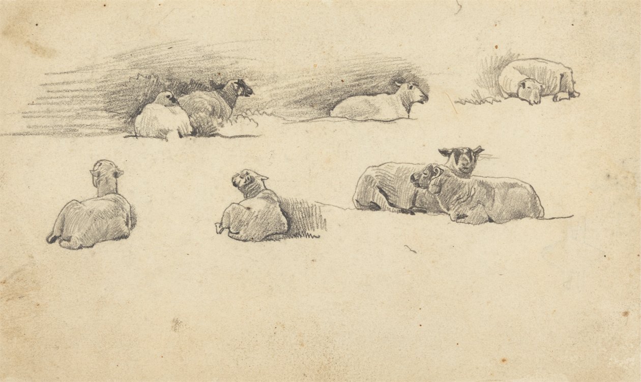 Study of Sheep by Cornelius Varley