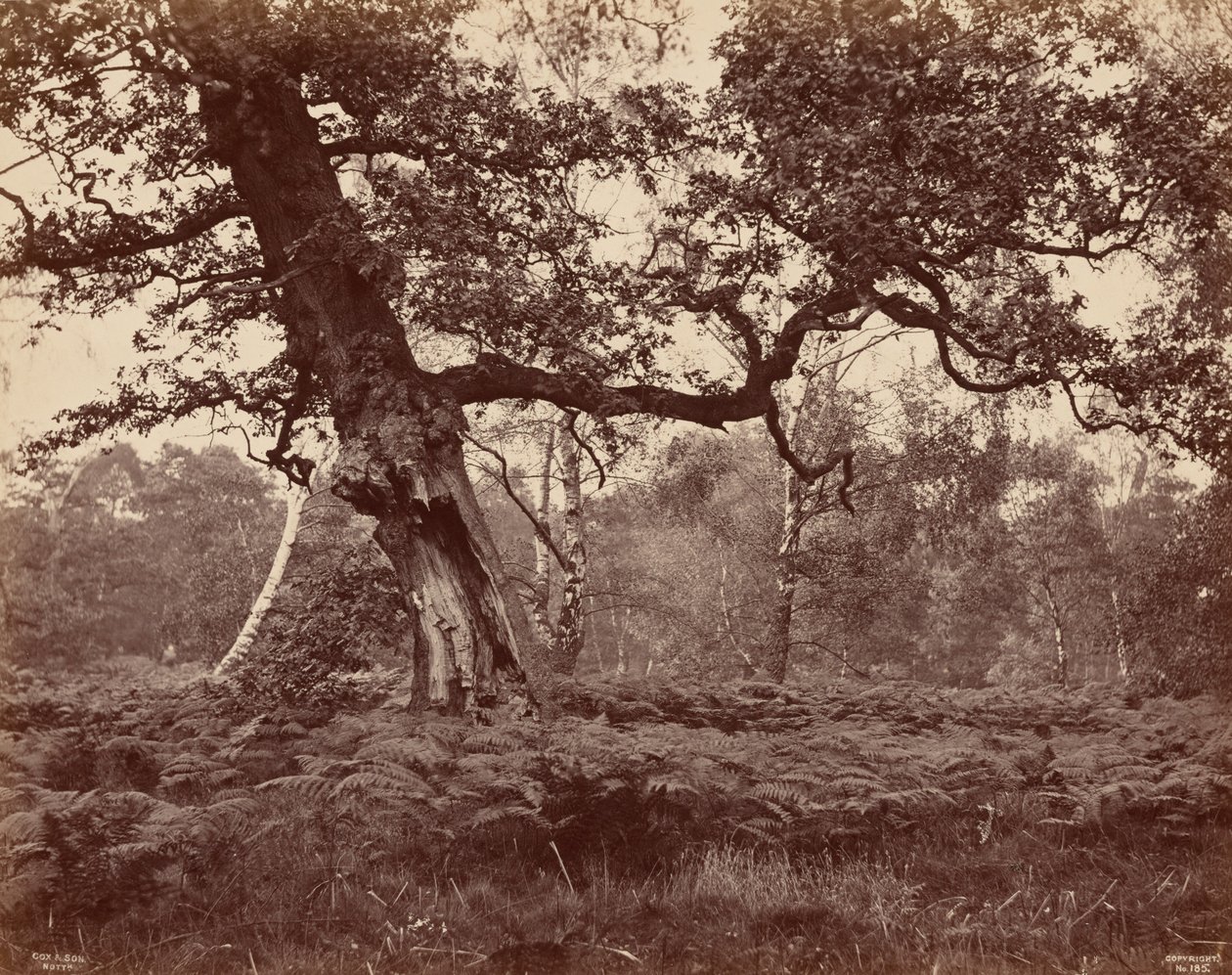Tree Study, c. 1870 by Cox & Son