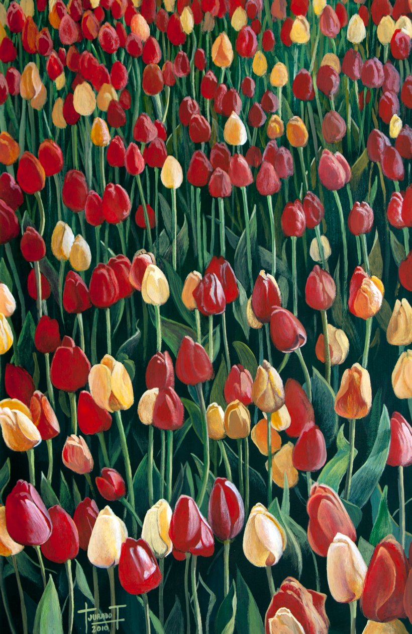 Tulips by Cruz Jurado Traverso