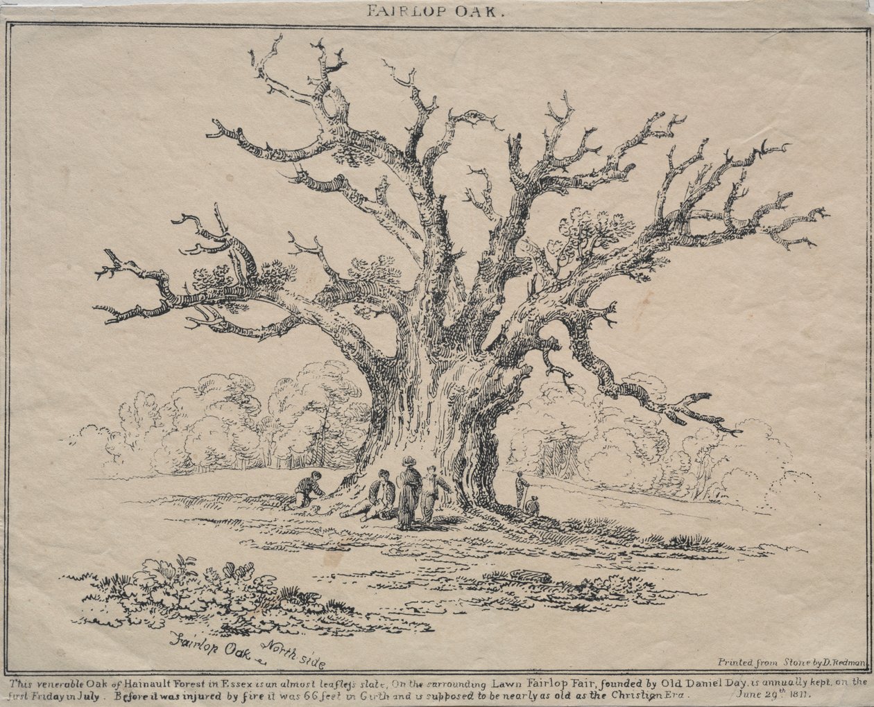 Fairlop Oak by D. H. Redman