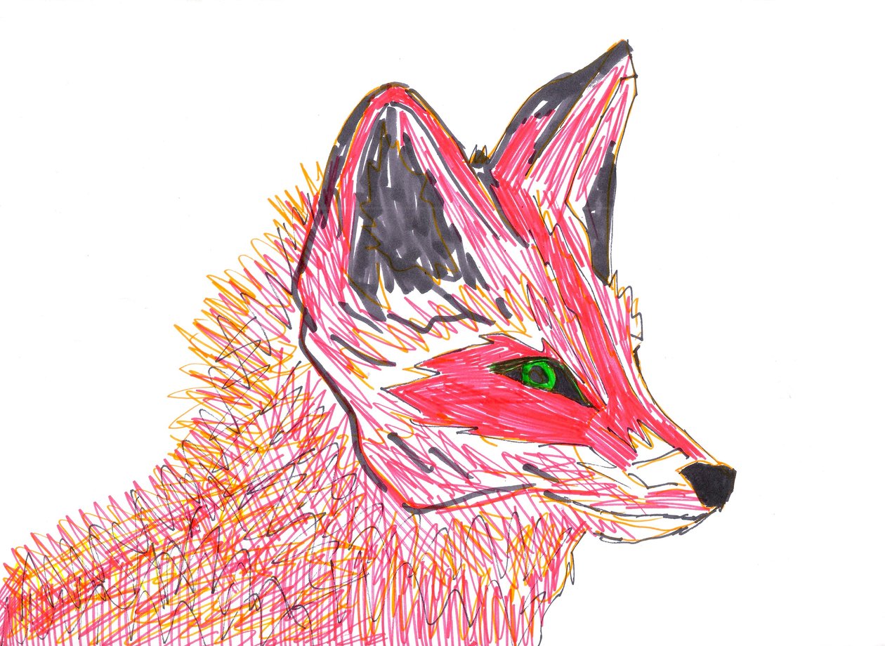 Fox by Daisy de Villeneuve