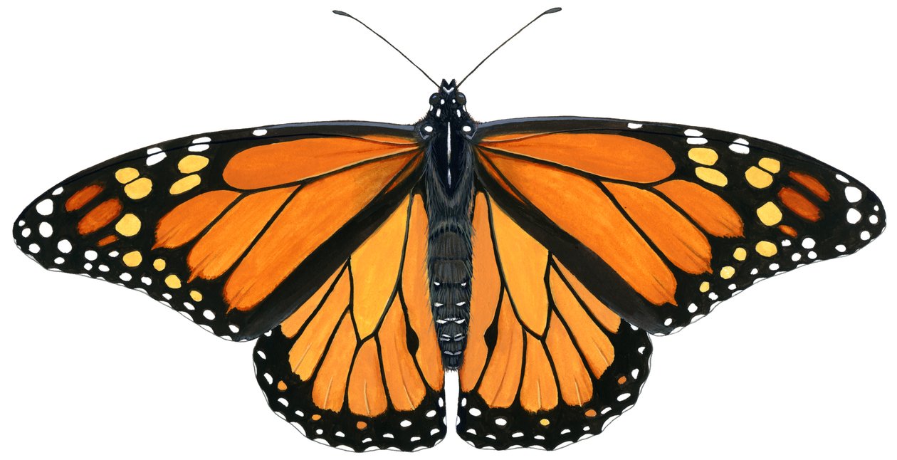 Monarch butterfly by Damstra Emily