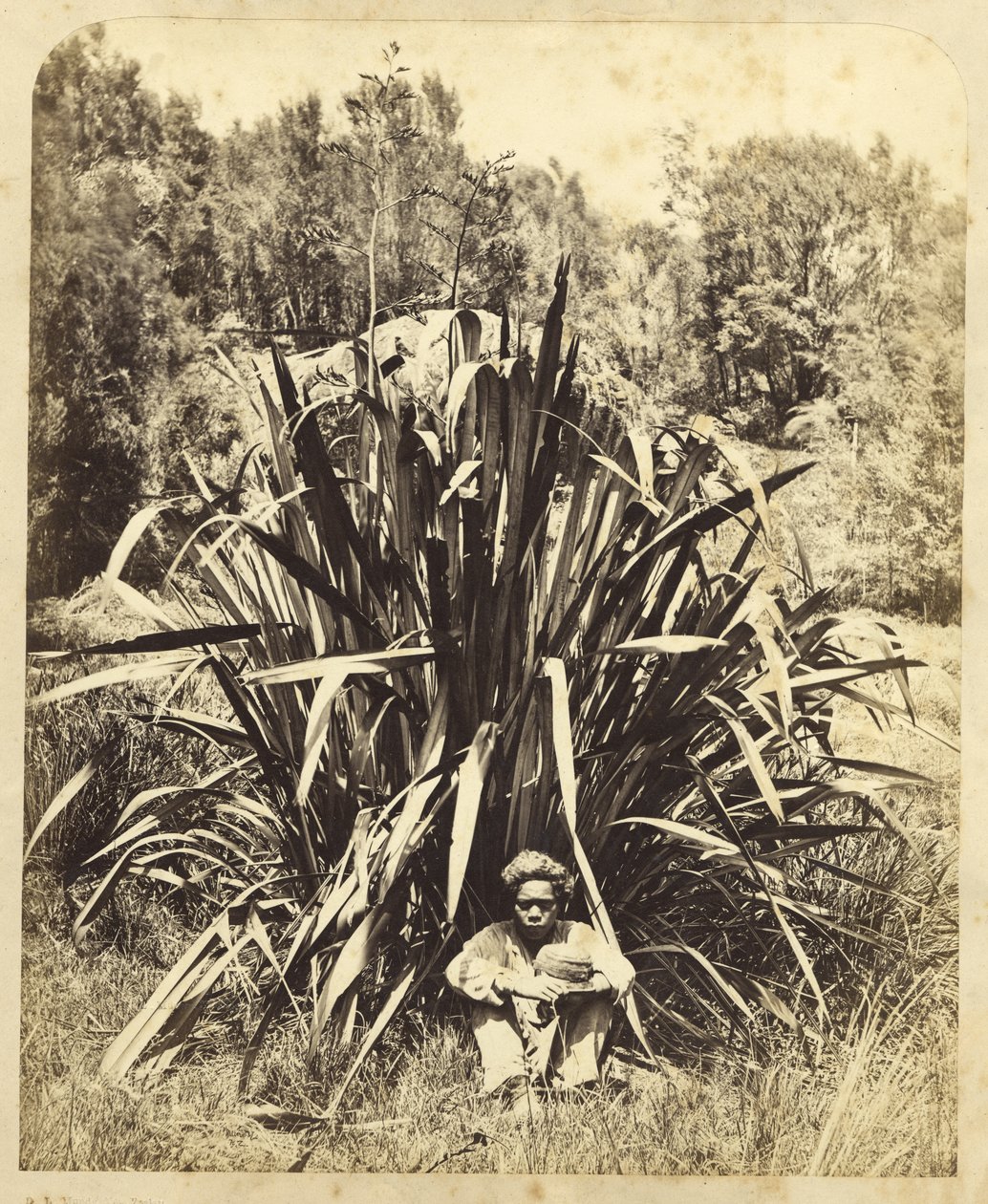 Study of a Flax Bush with a Native Boy on the Wairere River, 1869 by Daniel Louis Mundy