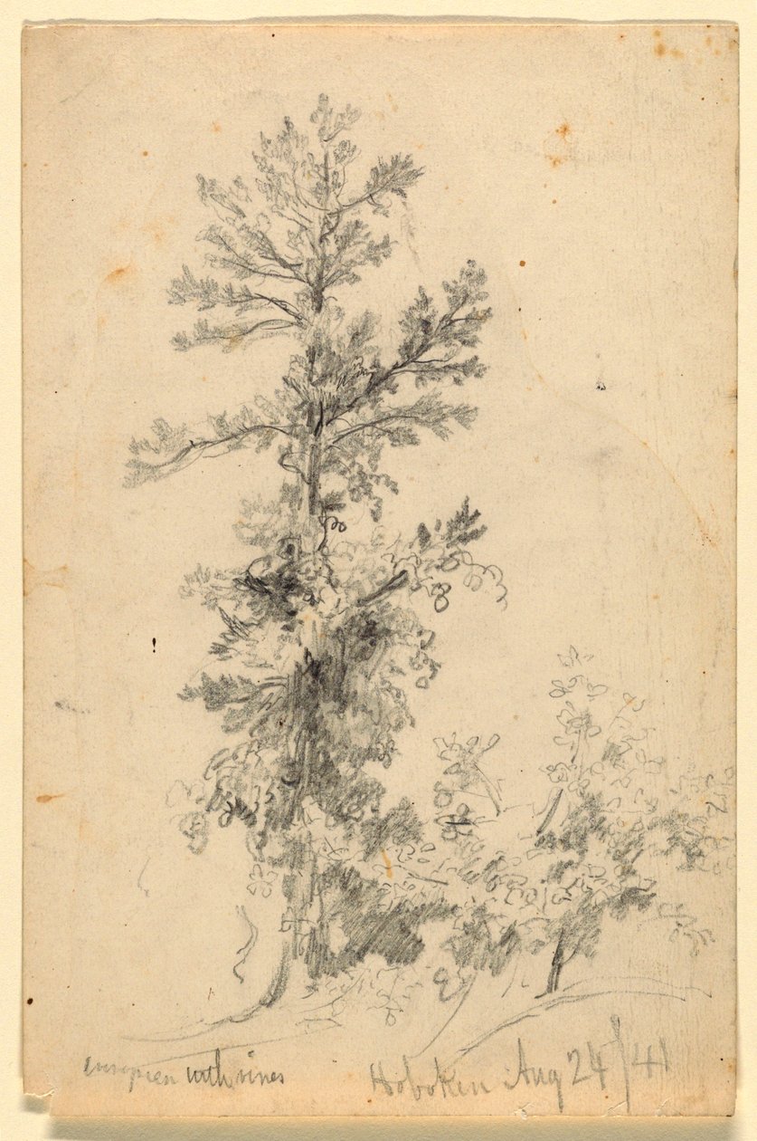 Evergreen with Vines, Hoboken by Daniel Huntington