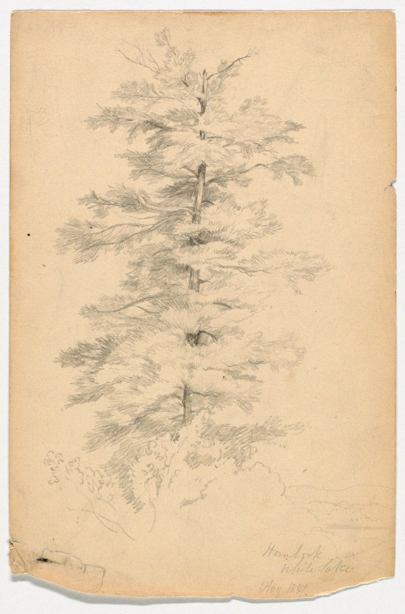 Study of Hemlock near White Lake by Daniel Huntington