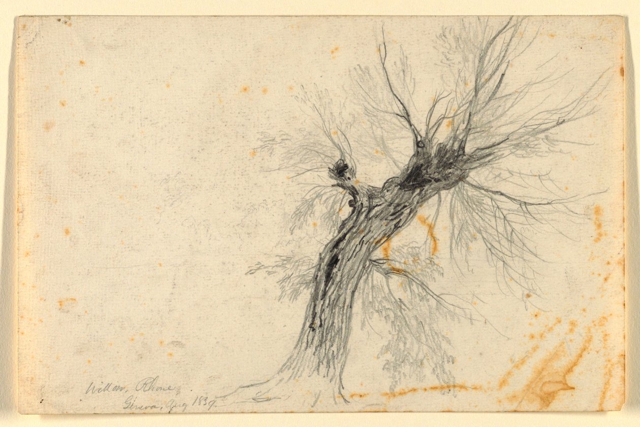 Willow on the Rhône, Geneva, Switzerland by Daniel Huntington