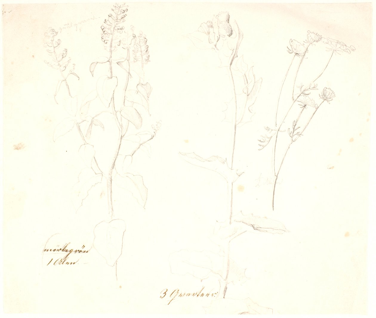 Plant Studies by Dankvart Dreyer