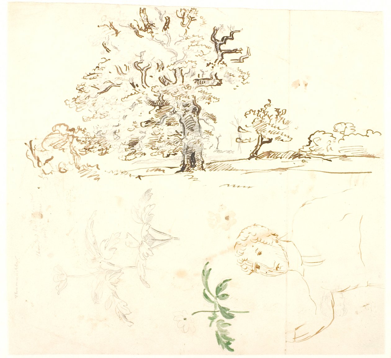 Studies of Oak, Buttercup Leaves, etc. by Dankvart Dreyer