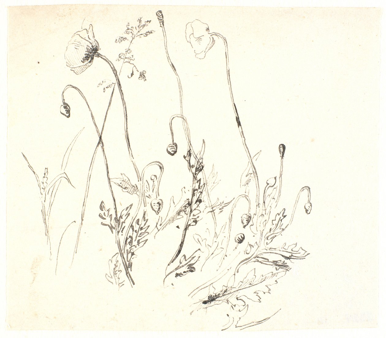Poppies by Dankvart Dreyer