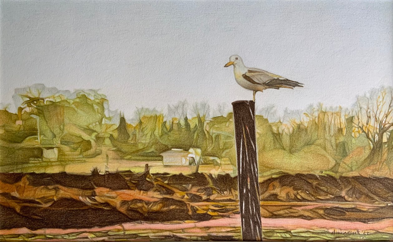 Lone Seagull, 2022 by Darrell Windjack