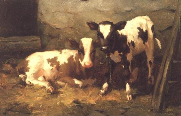 Calves in a Barn by David Gauld