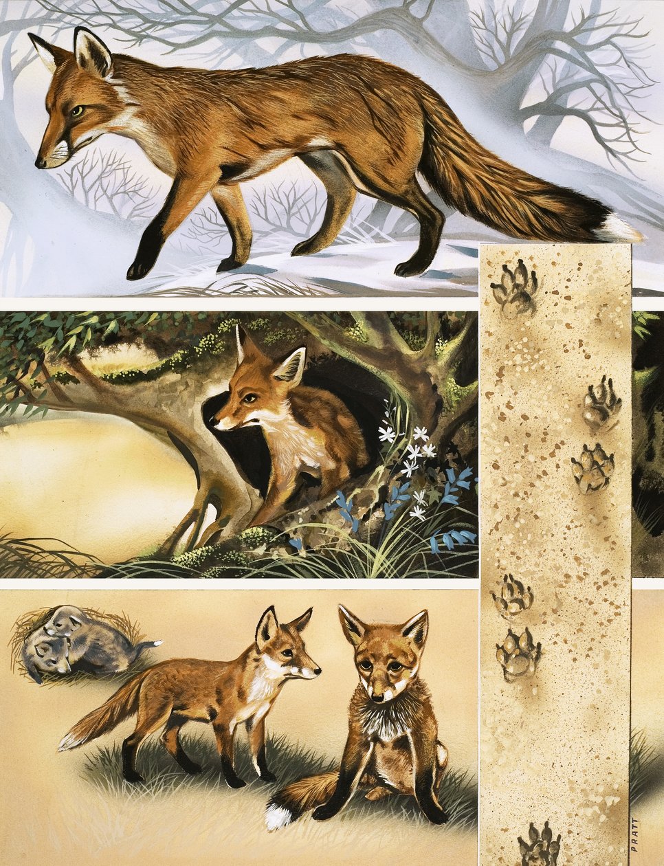 The Fox by David Pratt