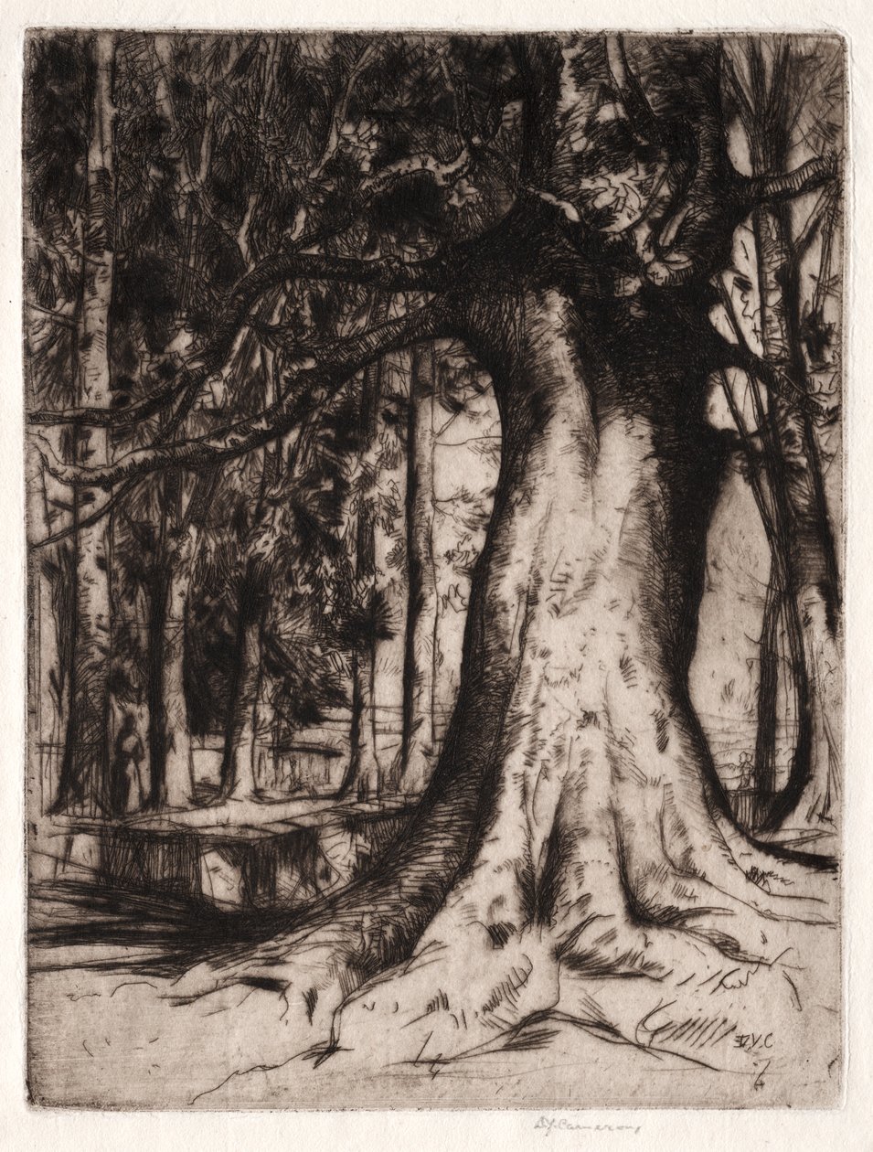 The Sycamore by David Young Cameron