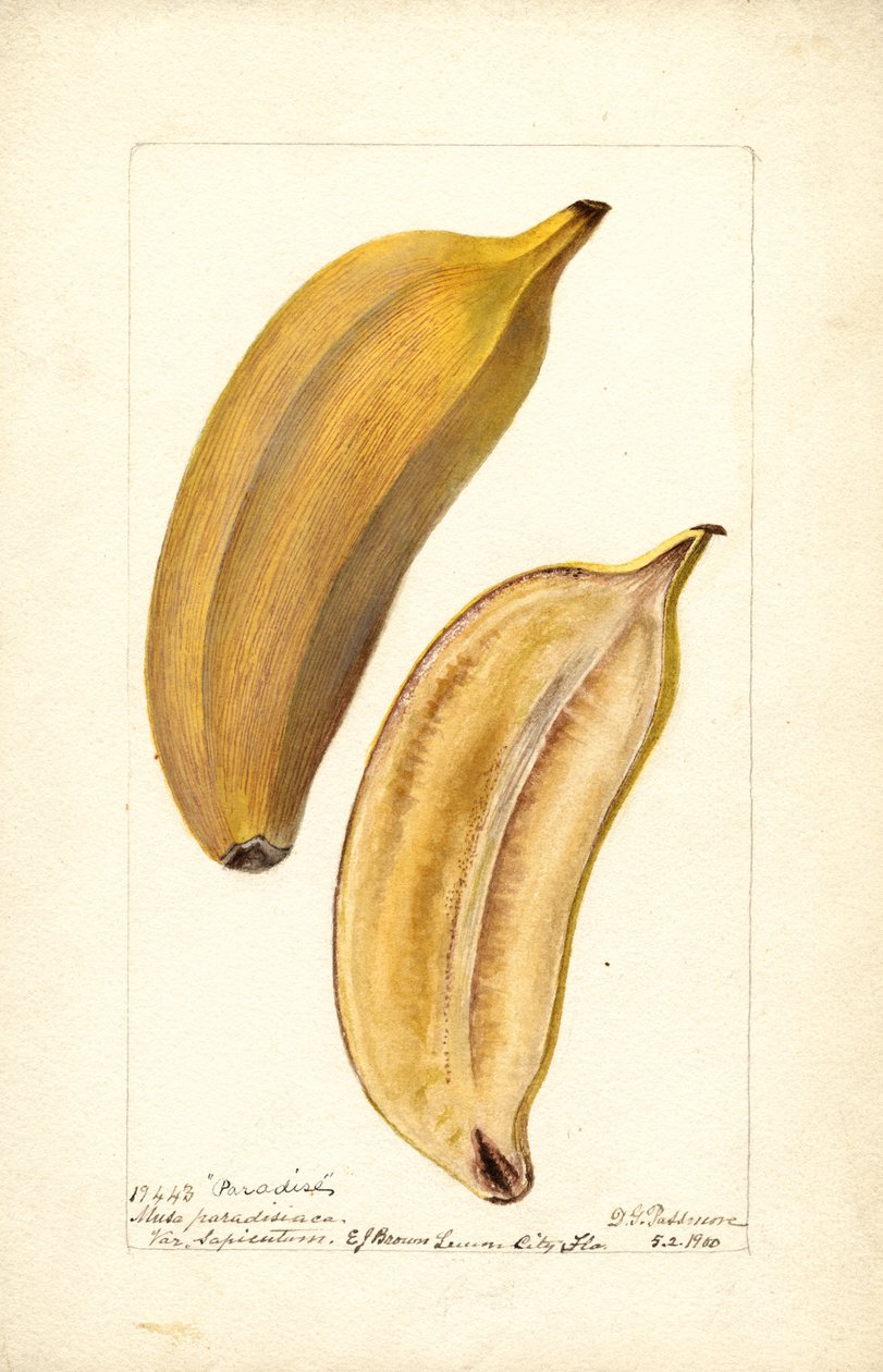 Bananas (Paradise) by Deborah Griscom Passmore