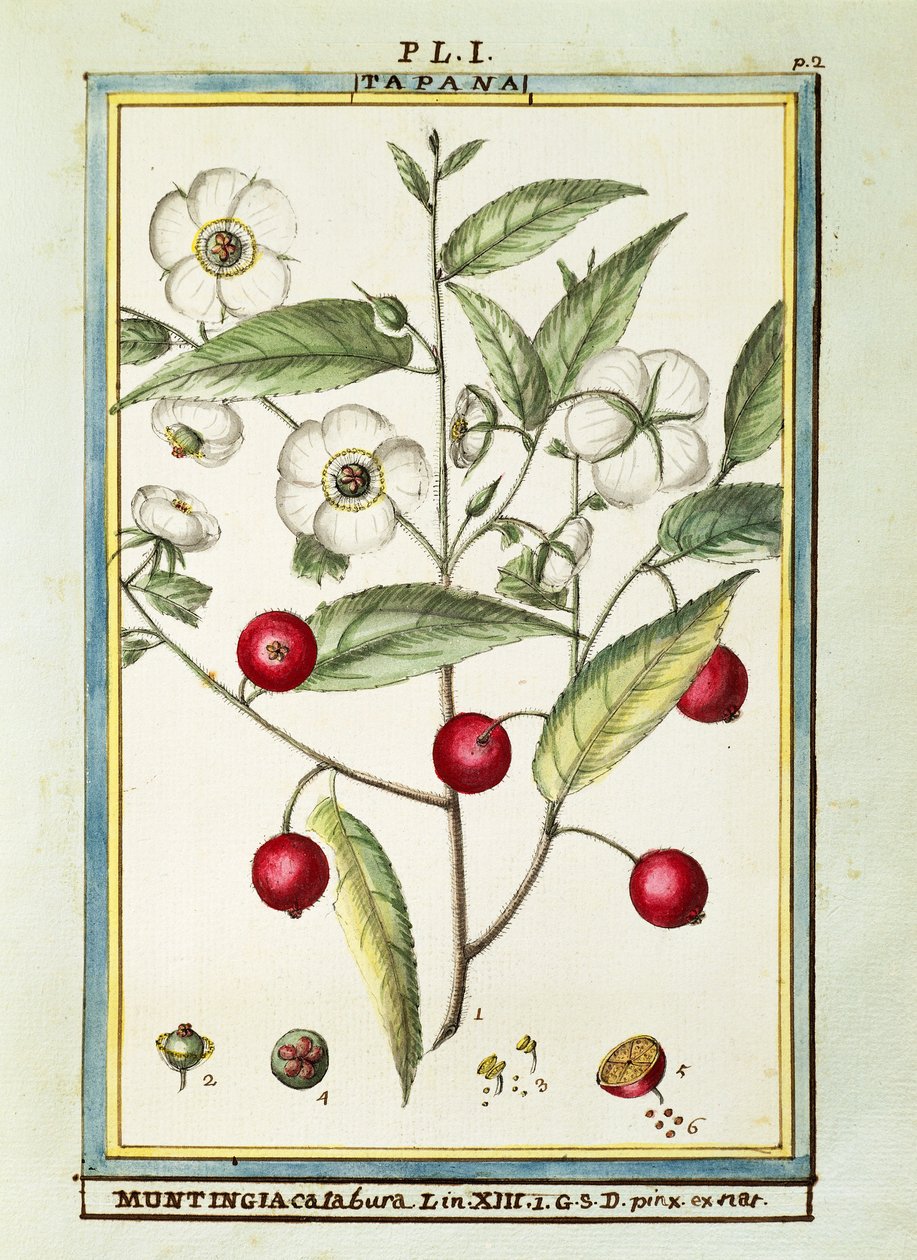 Jamaican cherry (Muntingia calabura), watercolour by Delahaye by Delahaye Delahaye