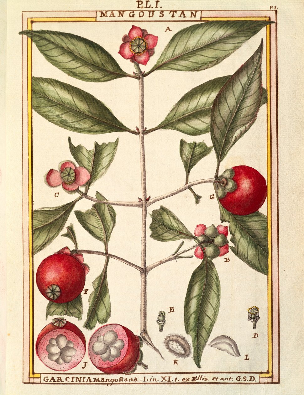 Mangosteen (Garcinia mangostana), watercolour by Delahaye by Delahaye Delahaye