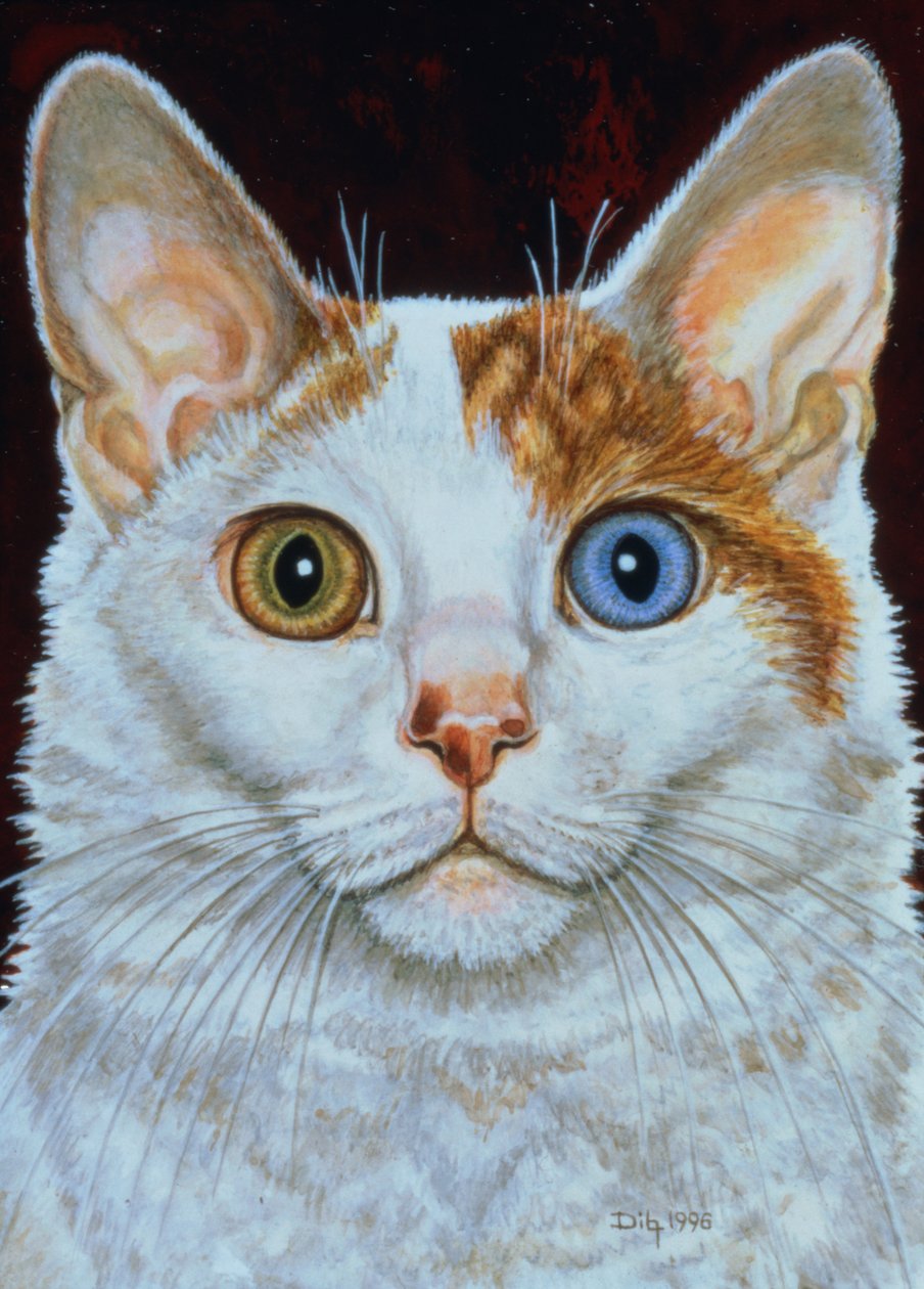 Minette by Ditz