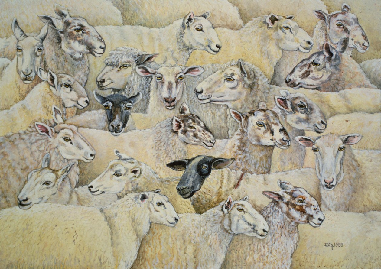Sheep-Blanket by Ditz