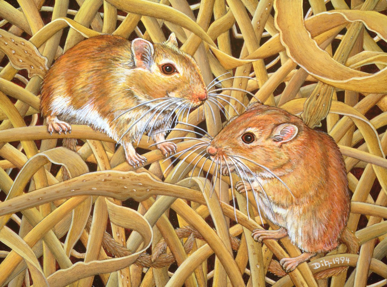 The Gerbils by Ditz