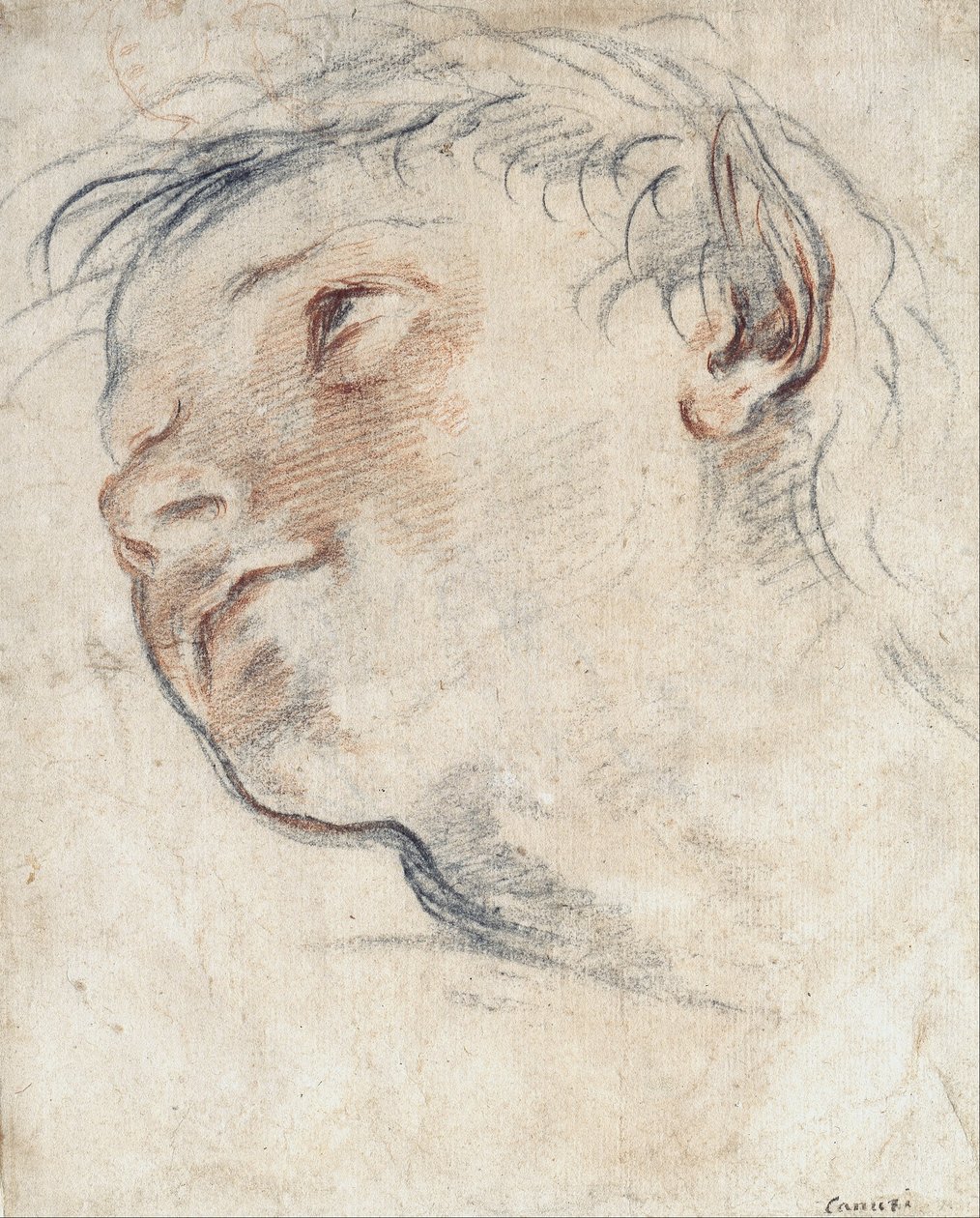 Study for the Head of a Faun by Domenico Maria Canuti
