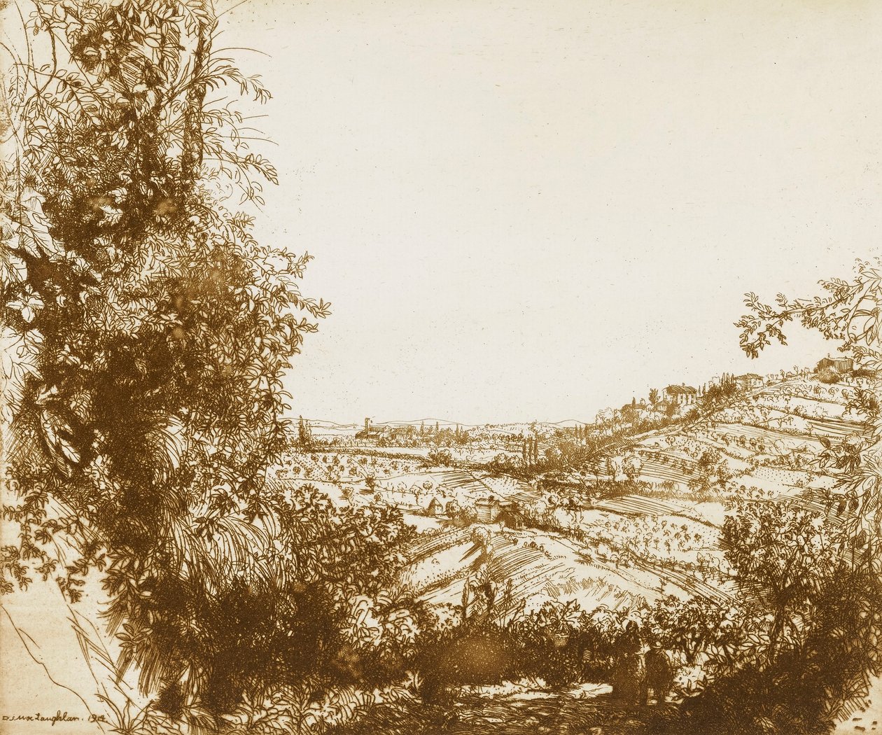 Olive Groves by Donald Shaw MacLaughlan